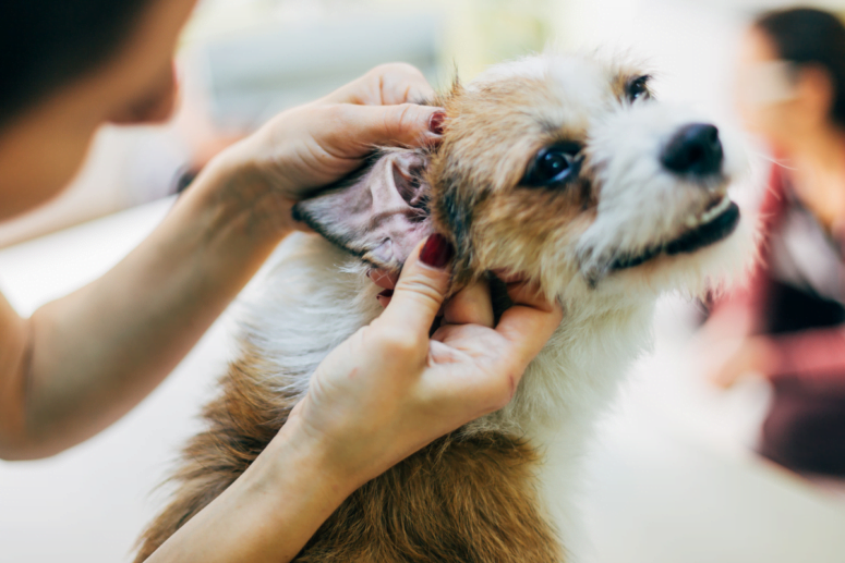 Nettoyage des oreilles d'un chien