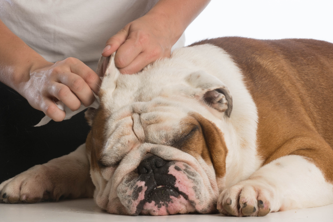 Nettoyer l'oreille d'un chien