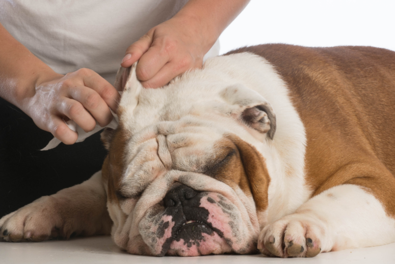 Nettoyer l'oreille d'un chien