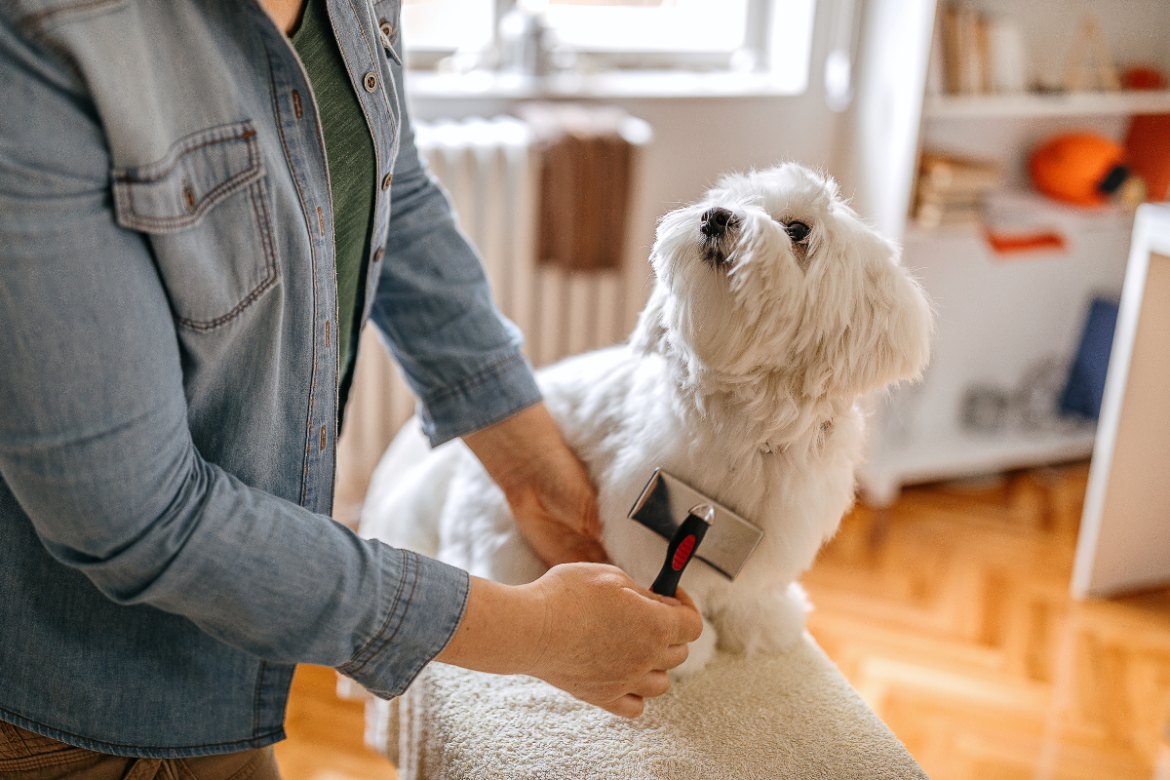 Prendre soin d'un chien à la maison