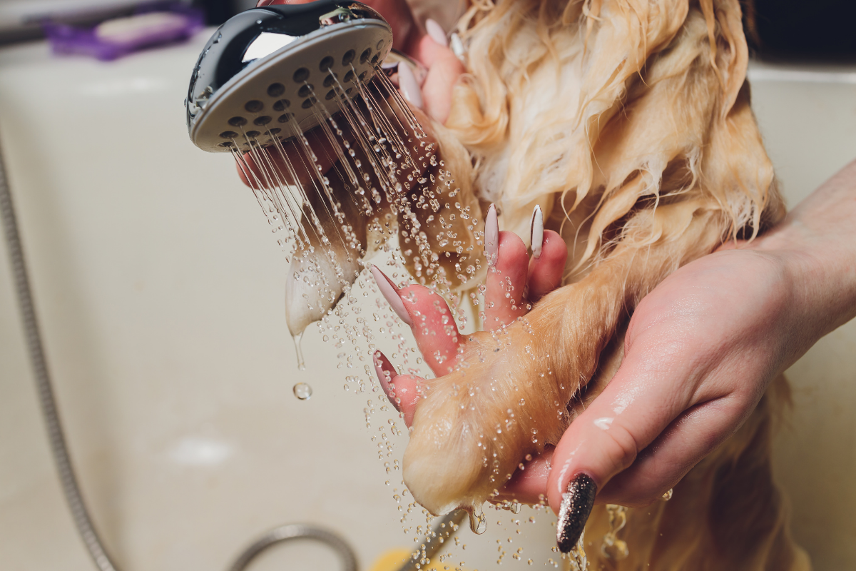 Comment garder l'hygiène de votre chien sous contrôle