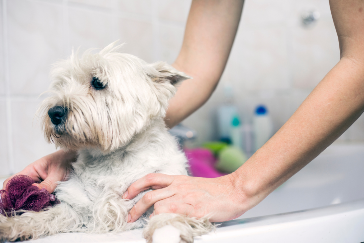 Pourquoi baigner son chien