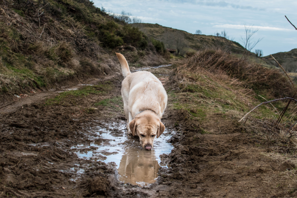 Toilettage labrador automne